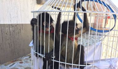 PROFEPA,  en operativo coordinado con Policía Federal, aseguró de manera precautoria dos ejemplares de Mono araña (Ateles geoffroyi), los cuales eran transportados en una caja de cartón en un autobús de pasajeros procedente de la Ciudad de México.
