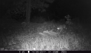 Mediante cámaras trampa se logró el registro del felino que, después del puma y el jaguar, es el tercero de mayor tamaño en el país