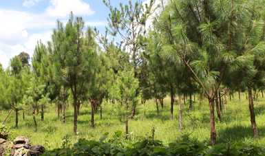 Establecerán en Michoacán 300 hectáreas de plantaciones forestales comerciales