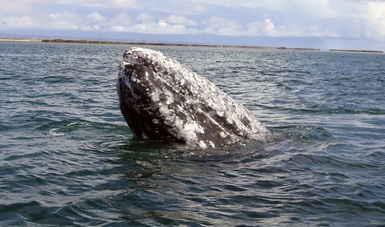 El cetáceo arriba a las Reservas de la Biosfera Complejo Lagunar Ojo de Liebre y El Vizcaíno con fines reproductivos