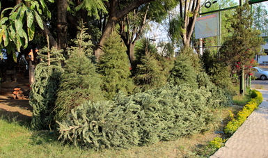 Abren 235 centros de acopio para árboles de Navidad naturales
