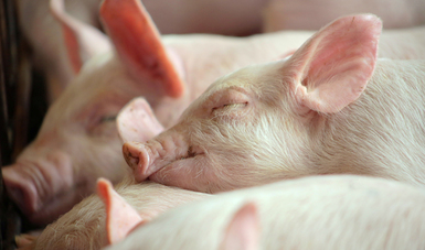 La Fiebre Porcina Clásica es una enfermedad viral altamente contagiosa, de la cual México se declaró libre en agosto de 2012
