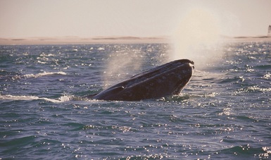 El 90% de las ballenas en el mundo son mexicanas y nacen en el Área Natural Protegida (ANP) El Vizcaíno, un santuario natural de la especie.