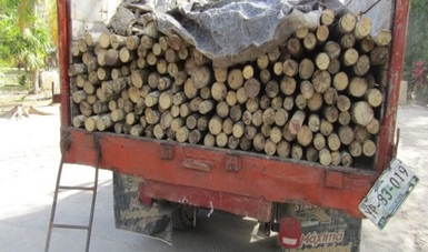 PROFEPA aseguró 188 piezas de tallos de madera de palma chit (Thrinax radiata) en el municipio de Isla Mujeres, estado de Quintana Roo