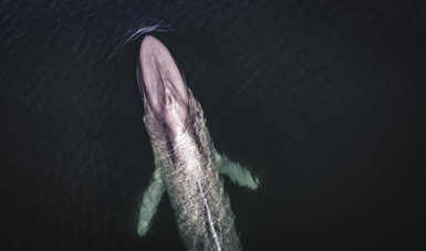 Entre enero y marzo, México recibe a la ballena azul en el Área Natural Protegida (ANP) Bahía de Loreto, en Baja California Sur