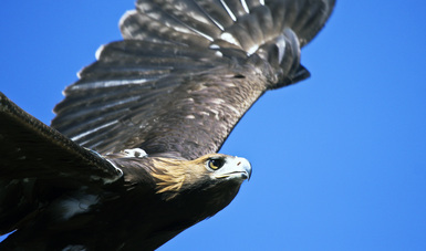 El águila real presenta territorios de anidación en al menos 31 ANP, por lo que la CONANP trabaja constantemente para su protección y conservación