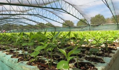 Apoya CONAFOR producción de un millón de plantas en Nayarit