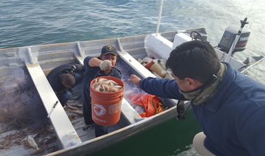 SEMAR, PROFEPA, CONAPESCA Y GENDARMERÍA detienen a cuatro personas por pesca ilegal, en el Alto Golfo de California