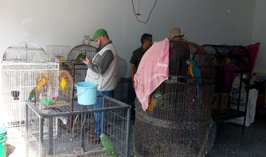 PROFEPA realizó el aseguramiento de 30 aves de diversas especies en Santiago, Nuevo León.