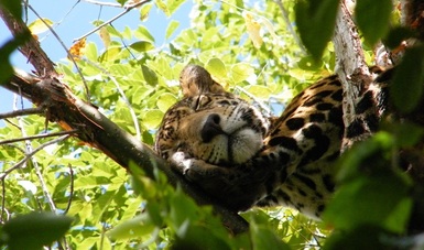 México busca crear la primer Área Protegida Trinacional con Belice y Guatemala para proteger el jaguar y la selva maya