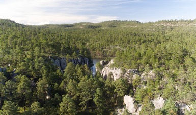 Será Durango sede de foro internacional forestal 2018