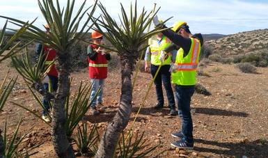 Obtiene certificación Unidad Productora de Germoplasma Forestal en Baja California