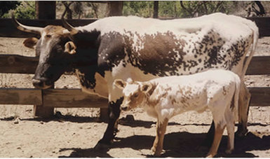 En el estado de Chihuahua se trabaja para promover el uso de este ganado para su incorporación a los actuales sistemas de producción. 