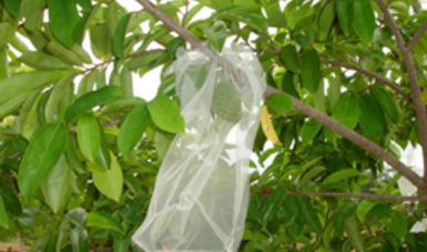El INIFAP genera tecnología para el manejo de plagas en el cultivo de guanábana