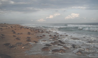 El Santuario Morro Ayuta en Oaxaca, es una de las 12 playas del mundo donde se presentan anidaciones masivas de tortuga golfina 
