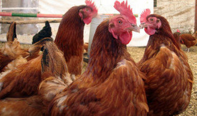 Los focos de influenza aviar se detectaron gracias a las labores de vigilancia epidemiológica que lleva a cabo el organismo