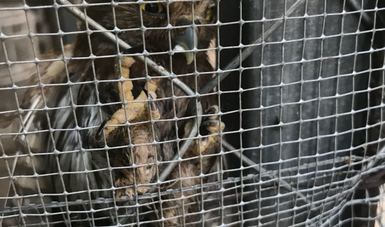 PROFEPA recibió 5 ejemplares de fauna silvestre rescatados por la Policía Federal, la Universidad de Guerrero y entregadas de manera voluntaria por sus dueños, en el estado de Guerrero.