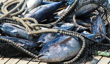 La pesquería de atún tiene gran relevancia para nuestro país ya que genera 72 mil empleos, entre directos e indirectos.