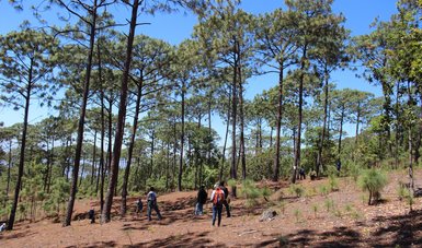 Personas tomando muestras en un bosque de pino en Sinaloa. Estos pinos son seleccionados de entre los mejores por sus características físicas y genéticas. 