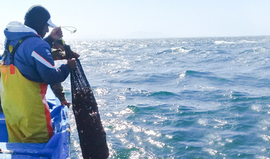 En cumplimiento con la normatividad, los Oficiales Federales de Pesca de la CONAPESCA, con apoyo de personal de la Secretaría de Marina (SEMAR), regresaron el producto al mar, a su hábitat natural, ya que se encontraba vivo.