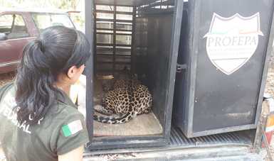 PROFEPA trasladó a dos ejemplares de jaguar al PIMVS denominado “Gran Santuario Mexicano Jaguar Negro Tigre Blanco”, tras ser puestos a disposición de manera voluntaria por la Unidad de Manejo Ambiental (UMA) “El Refugio”, en Cabo Corrientes, Jalisco.