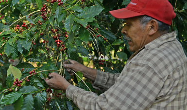 Productor cosechando café.