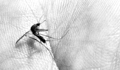 El mosco Aedes aegypti es el transmisor de enfermedades como dengue, chikunguña y zika.