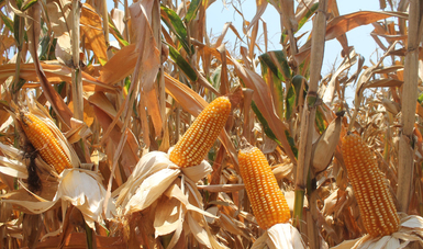 La SAGARPA impulsa líneas de trabajo orientadas a fortalecer la producción de maíz de grano amarillo para uso pecuario e industrial.