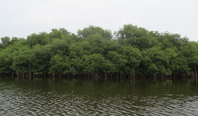 Bosque de mangle en Colima