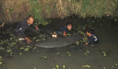 El 29 de julio se rescató a una hembra de 2.5 m y aproximadamente 400 kg. Con esta captura ya hay dos individuos de manatí rescatados en la Estación Tres Brazos de la CONANP