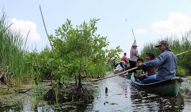 Restauración de manglar en Veracruz
