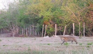 Jaguar caminando por área silvestre, imagen capturada por una fototrampa.