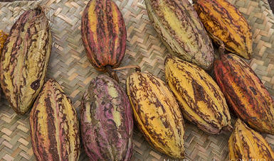 bpext_cacao_011118