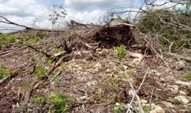 PROFEPA clausuró un predio de una superficie de 73 mil 390 metros cuadrados (m2), por la afectación de vegetación secundaria arbórea de selva mediana subcaducifolia y pastizal