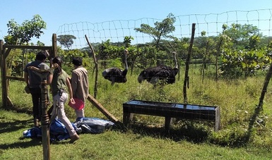 PROFEPA realizó el último traslado de cuatro ejemplares de vida silvestre decomisados y que aún permanecían en el de Centro de Convivencia Infantil y Zoológico del municipio de Cunduacán, Tabasco. 