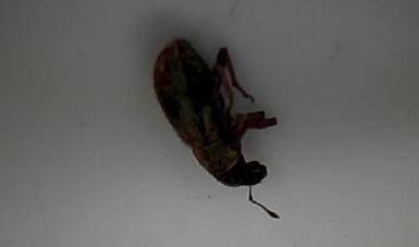 Larva viva al parecer de escarabajo de la familia curculionidae; ésta se encontraba hospedada en brotes de pinos.