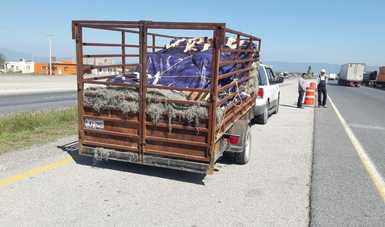 La PROFEPA aseguró una tonelada de Heno en operativo carretero;  fue interceptada una camioneta, en cuyo interior y en su remolque, traía la bromeliácea, transportada de manera ilegal al poblado de Pozas de Santa Ana, San Luis Potosí.