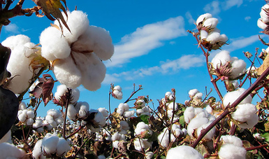Al obtener la declaratoria como Zona Libre de la plaga, los productores mejoran la calidad del algodón.