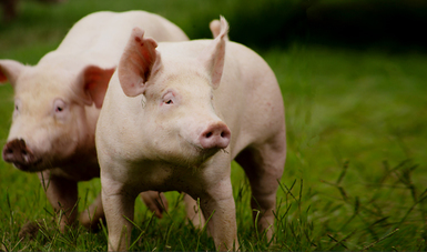 La Peste Porcina Africana (PPA) es una enfermedad infecciosa de alta mortalidad que afecta a los cerdos y jabalís de todas las razas y edades.