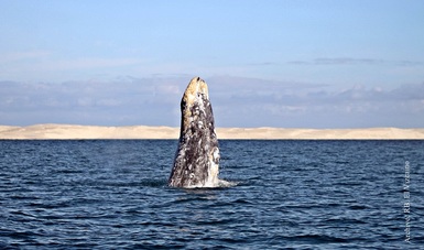 Por sus peculiares características, esta Área Natural Protegida mexicana es considerada el mejor sitio del mundo para la reproducción y crianza de ballena gris
