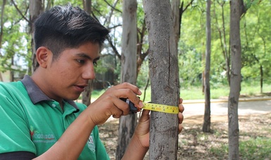 El Gobierno de México a través de la Comisión Nacional Forestal (CONAFOR) forma técnicos forestales que reciben educación formal en los cuatro Centros de Educación y Capacitación Forestal (CECFOR).