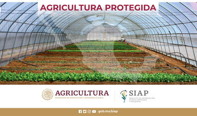 La agricultura protegida es aquella que se realiza bajo diversos tipos de estructuras con
la finalidad de disminuir las restricciones que impone el medio ambiente, garantizando
así el desarrollo óptimo de los cultivos.