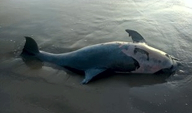 Profepa atiende hallazgo de delfín muerto en Madero, Tamaulipas
