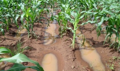 El uso de biofertilizantes, y la captación de agua in situ, asegura la humedad en el suelo y disminuye los riesgos por sequía