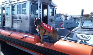 La Secretaría de Marina – Armada de México reconoce la incansable labor de los Caninos Navales