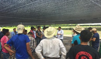 Trabajadores mexicanos y migrantes rehabilitan plantaciones en Tapachula
