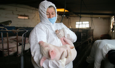 La PPA se encuentra inscrita en la lista de enfermedades de notificación obligatoria de la Organización Mundial de Sanidad Animal (OIE), como lo establece el Código Sanitario para los Animales Terrestres