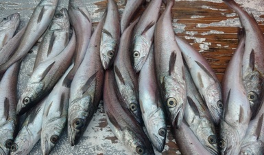 El pasado mes de junio, el Gobierno de México aprobó como pesquería nueva la captura de merluza del Pacífico norte.