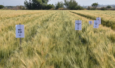 MasAgro traduce investigación básica en mayores rendimientos de trigo para México y el mundo