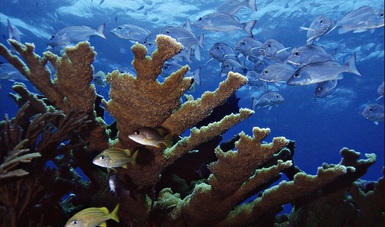 Los sitios en los que se suspenderán temporalmente las actividades acuático-recreativas ocupan el 21% de los 14 complejos arrecifales más visitados en Cozumel